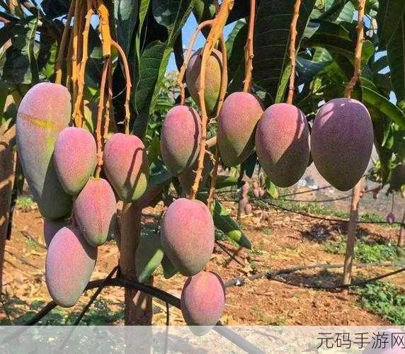 芒果日产一二三四:1. 芒果日产:探索水果的无限可能