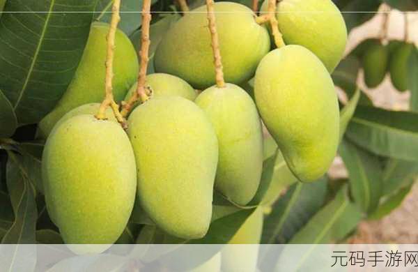 芒果日产一二三四:1. 芒果日产:探索水果的无限可能