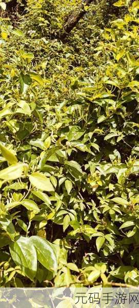 双管齐下TXL金银花：1. 探索双管齐下TXL金银花的全新应用领域