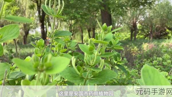 双管齐下TXL金银花：1. 探索双管齐下TXL金银花的全新应用领域
