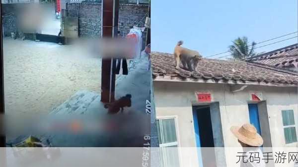 二人生猴子全程不盖被子：1. 二人共度无被子之夜，猴子的奇妙冒险