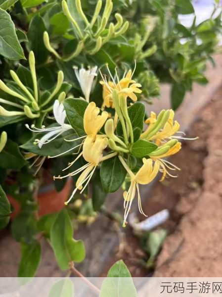 双管齐下金银花：1. 双管齐下：金银花的多重价值与应用
