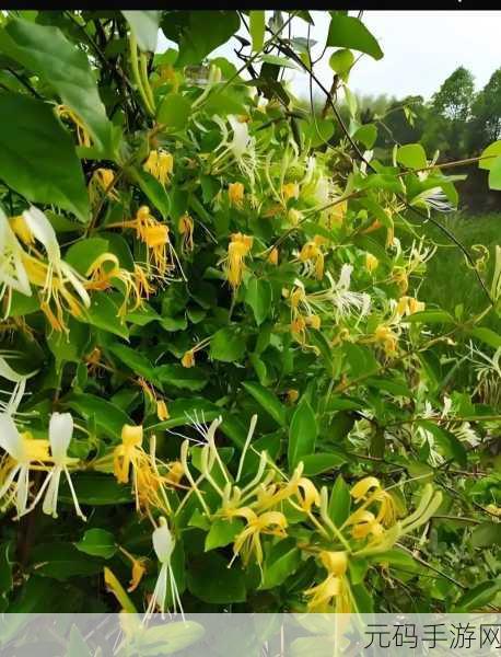 双管齐下金银花：1. 双管齐下：金银花的多重价值与应用