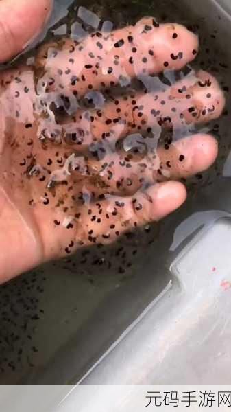小蝌蚪xkdsp下载大全：1. 小蝌蚪xkdsp下载大全：畅享无限资源的优质选择