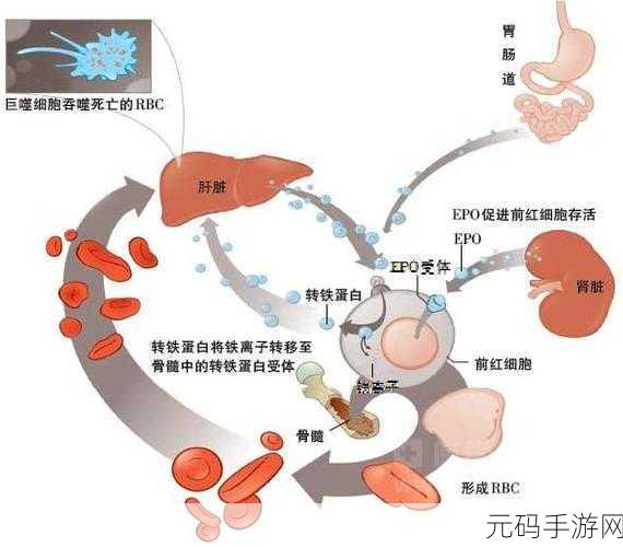 探索重生细胞的奇幻之旅,揭秘地图的固定与随机之谜