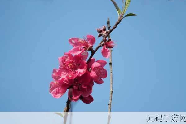 锵锵锵锵锵锵锵红桃:1. 红桃传奇:锵锵声中绽放的故事