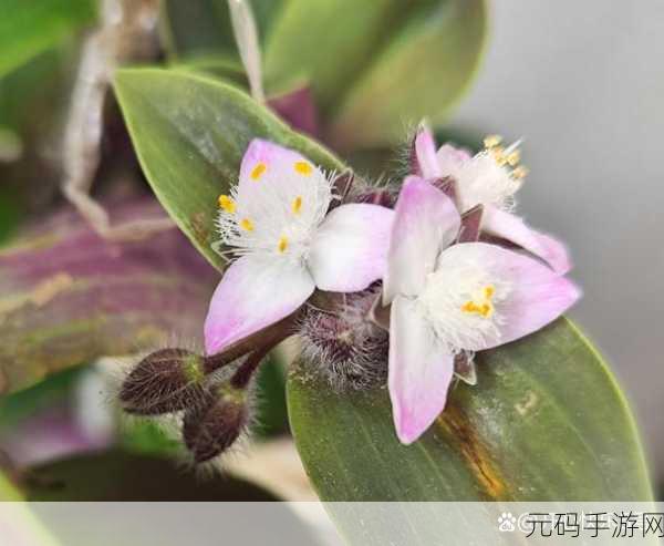 女生叫男生㖭自己的小花照片:1. "让爱情绽放:小花与他的甜蜜瞬间