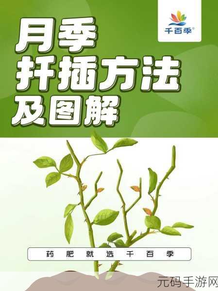 韩式72种扦插方式:1. 创新扦插法:探索韩式72种技巧的新变革