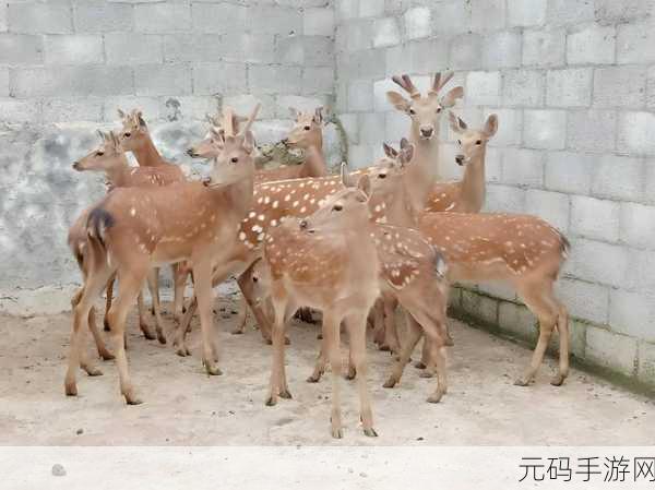 人与畜禽共性关系的重要性有哪些：1. 人畜共生：探讨人与动物的和谐关系