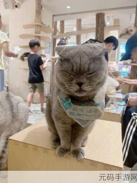 小森生活萌宠新篇章,解锁猫碗秘籍,打造温馨猫咪乐园