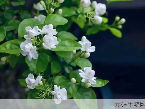 茉莉花看片影视大全:当然可以,以下是一些基于“茉莉花看片影视大全”扩展出的新