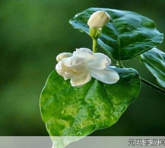 茉莉花看片影视大全:当然可以,以下是一些基于“茉莉花看片影视大全”扩展出的新