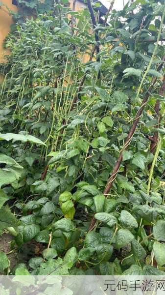 草莓香蕉榴莲黄瓜丝瓜茄子ios下载:1. 草莓香蕉榴莲:夏日清凉水果大赏