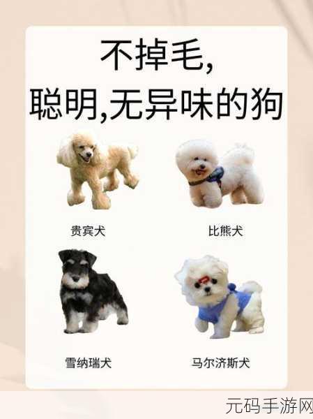人狗胶配方大全狗狗：1. 创意狗狗食谱：健康美味的人犬胶配方