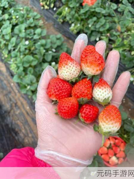 蜜丝婷大草莓和小草莓比较：1. 大草莓与小草莓的甜蜜对决：谁更美味？