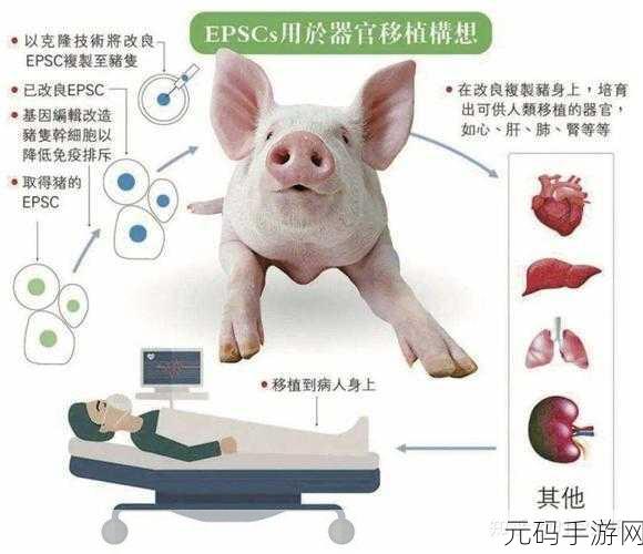 999猪和人类dna：1. 透视999猪与人类DNA的神秘联系