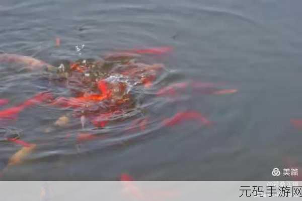 女人绝技鲤鱼喝水:1. 女人绝技:鲤鱼喝水的智慧与魅力