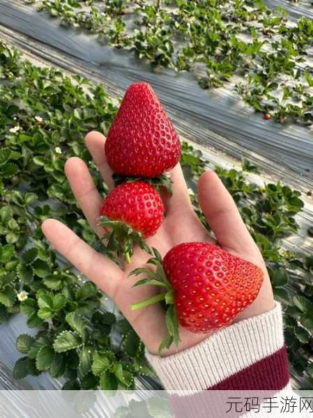 小猪视频草莓视频：1. 小猪视频：带你探索五彩斑斓的草莓世界