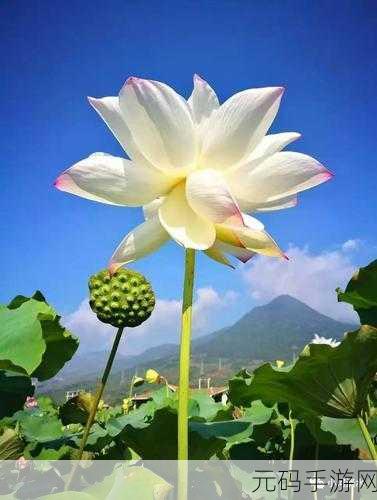 厨房春潮莲花坐顶:1. 厨房春潮:莲花坐下的温馨时光