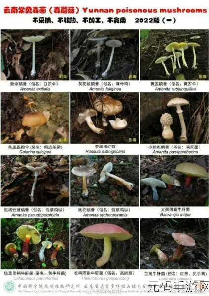 蘑菇视频:当然可以!以下是一些关于蘑菇视频的扩展标题建议: