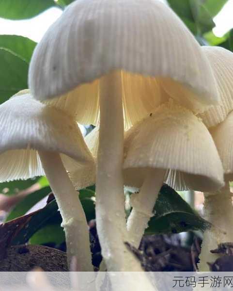 蘑菇视频:当然可以!以下是一些关于蘑菇视频的扩展标题建议: