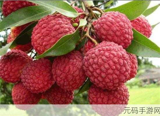 荔枝樱桃草莓小蝌蚪秋葵视频：1. 荔枝樱桃草莓小蝌蚪的奇妙夏日探险