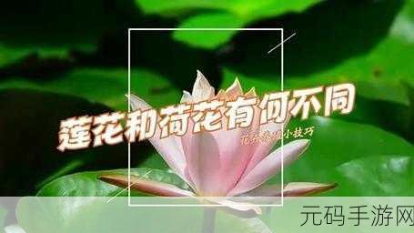 荷花1777.TⅤKNOW:1. 荷花1777.TⅤKNOW:探索自然与科技的完美结合