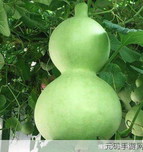 HULUWA葫芦里不买药千万你需要:1. 葫芦里不买药,健康生活新选择
