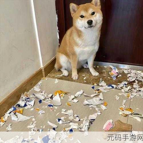 老公不在家狗狗的东西能要吗:1. 老公不在家,我能随便用狗狗的东西吗?