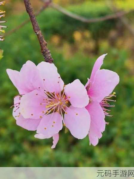 桃花深处水潺潺:1. 桃花深处,流水潺潺的诗意人生