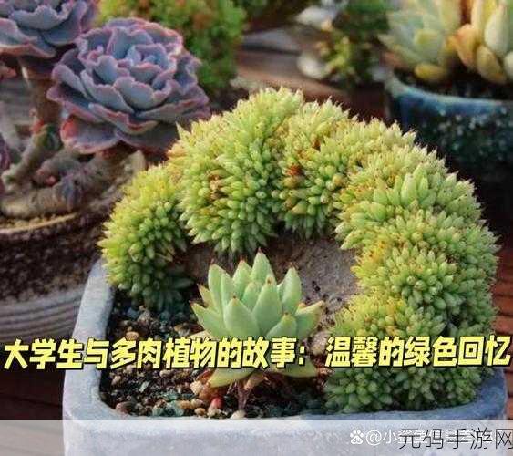 1V3多肉多车高校生活的玩：1. ＂多肉与青春：高校生活中的绿色伙伴