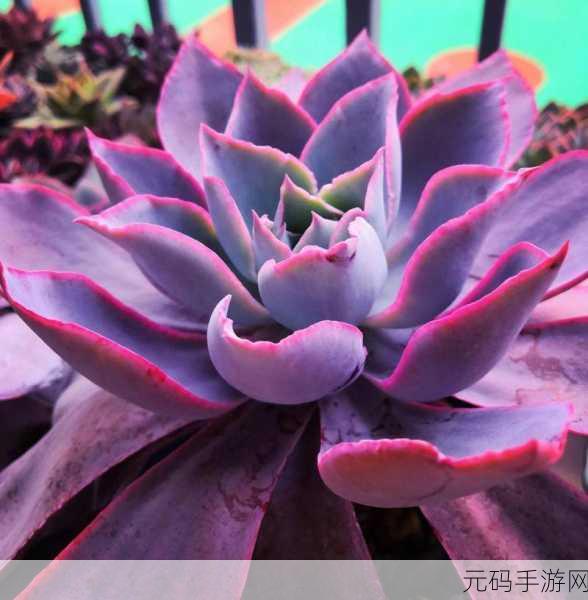 1v3多肉小公主：1. 多肉小公主的奇幻植物王国探险