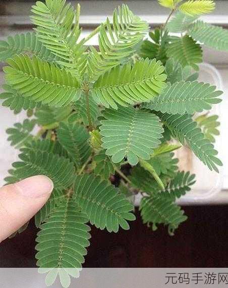 含羞草家庭影院：1. 含羞草家庭影院：打造专属的观影天堂