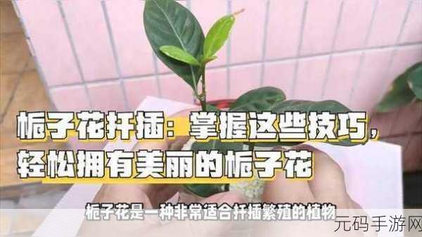 扦插BB有什么好处：1. 扦插BB的优势：轻松繁殖健康植物