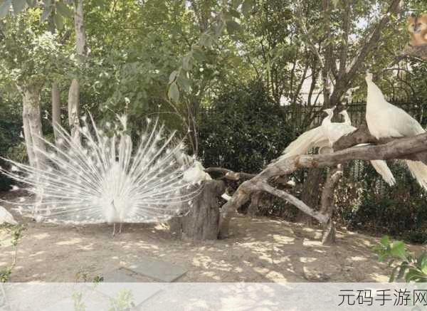 小森生活，探索动物王国，揭秘刷新地点全攻略