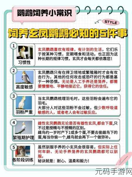 泰拉瑞亚探险新伙伴,玄凤鹦鹉获取与功能全解析