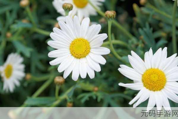 答错一题菊花放一支笔:答错一题菊花香,笔尖流淌新思路