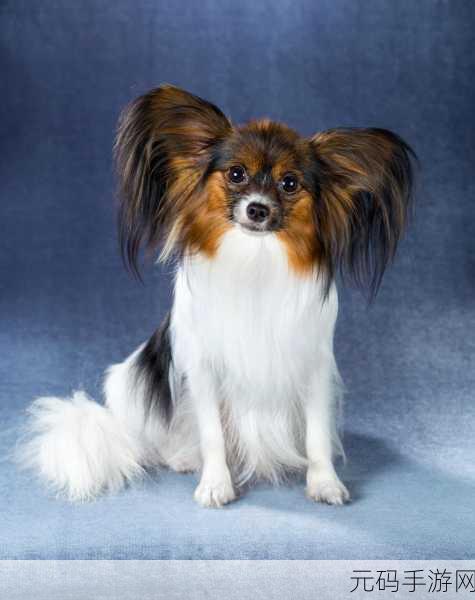 人or猪or狗已彻底下架:1. 《人、猪、狗已彻底下架:新兴宠物热潮来袭