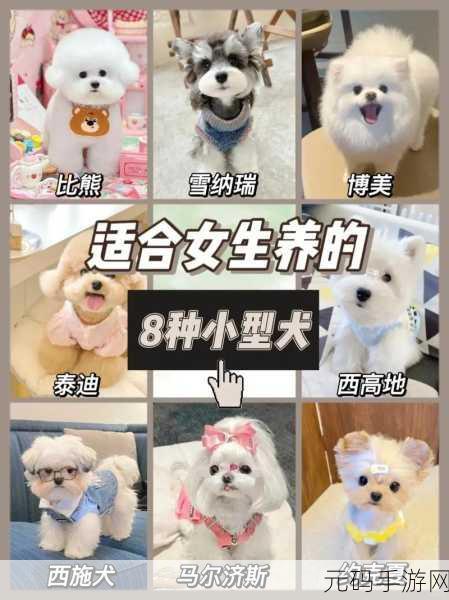 哪种狗最适合女人自己用:1. "为现代女性精选的理想伴侣犬种