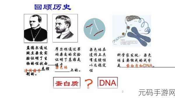 母亲和儿子dna一样吗：1. 母子DNA相似性解析：遗传的奥秘