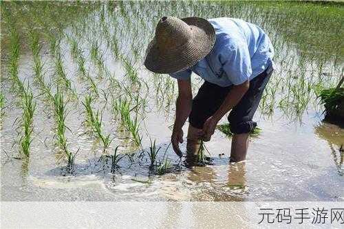 外国情侣插秧方法：1. 外国情侣插秧的浪漫技巧与心得