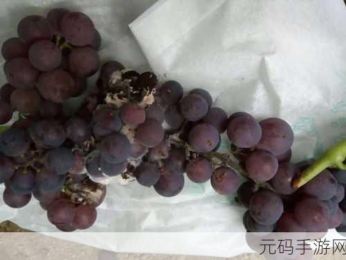 葡萄不能夹烂也不能掉出来：1. 葡萄的坚韧：如何在逆境中保持完整