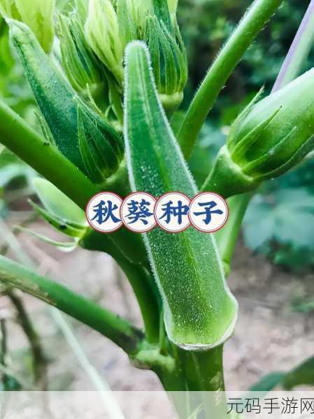 草莓视频-秋葵视频-小猪视频：1. 《草莓视频：探索秋葵与小猪的奇趣世界