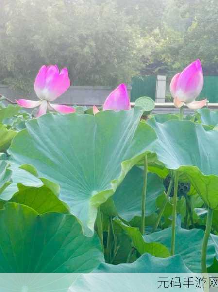 女性半夜莲花开放的治疗：1. 夜幕下的奇迹：女性健康与莲花绽放