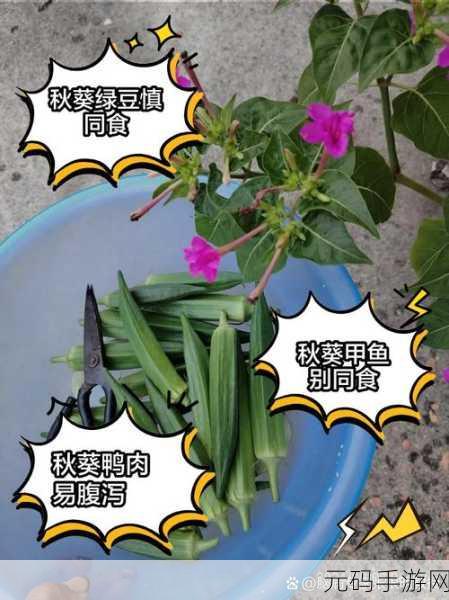 涩涩屋草莓丝瓜秋葵:1. 草莓丝瓜秋葵的美味搭配与健康功效