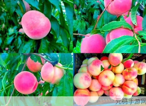 SN3858粉色水蜜桃：1. 甜美诱惑：SN3858粉色水蜜桃的魅力世界