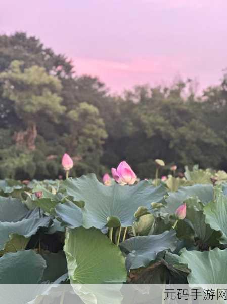 什么叫女人半夜莲花开:1. 深夜的莲花:女人心灵的觉醒时刻