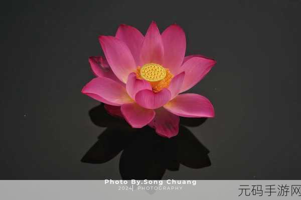什么叫女人半夜莲花开:1. 深夜的莲花:女人心灵的觉醒时刻
