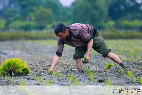 男女插秧二十三方法：1. 男女插秧二十三法：传统技艺与现代科技的结合