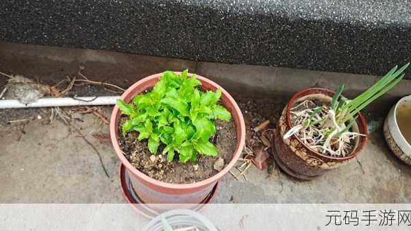小东西几天不见水一般几天恢复：1. 小植物缺水几天后如何恢复生机？